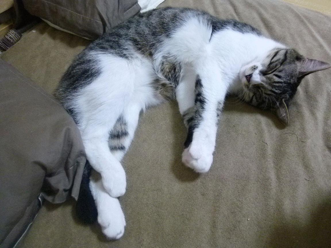 开云体育官方网站-防守铁幕与华丽独舞，公牛如何锁死鹈鹕，爱德华兹上演破防教科书