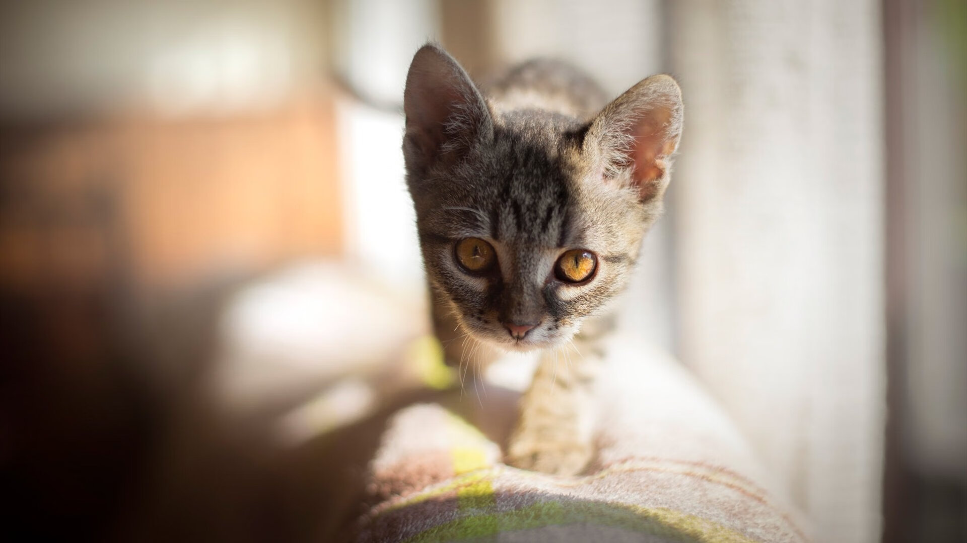 开云体育中国-阿尔瓦雷斯，以沉默的节奏，在韩澳对决中雕刻胜负