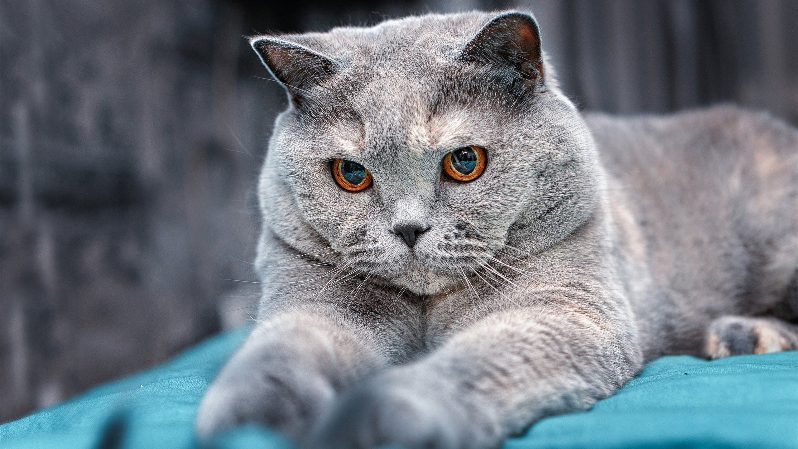 双线辉煌，土耳其关键战突围拉齐奥，罗德里2026世界杯接管比赛