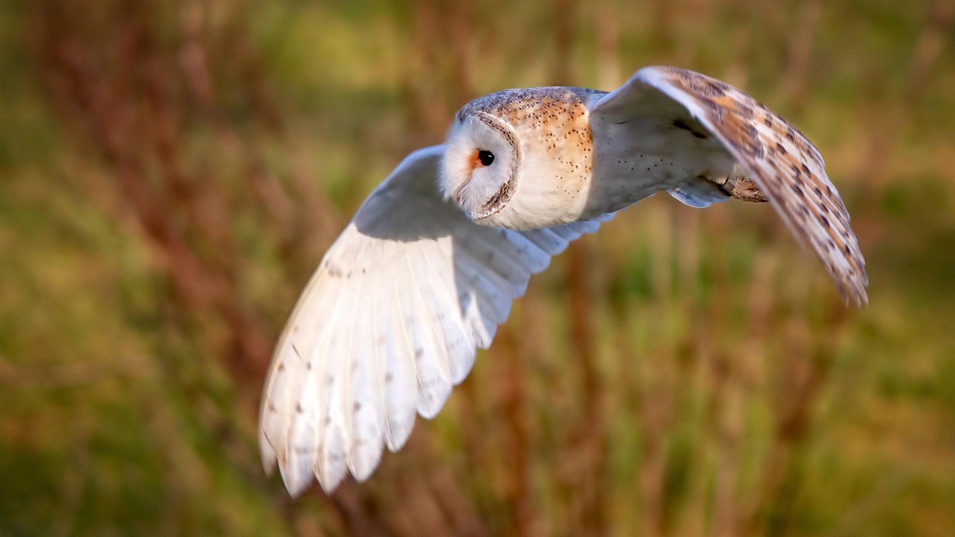 冰上闪电，人间奇景，斯通斯如何用弯道艺术定义胜利