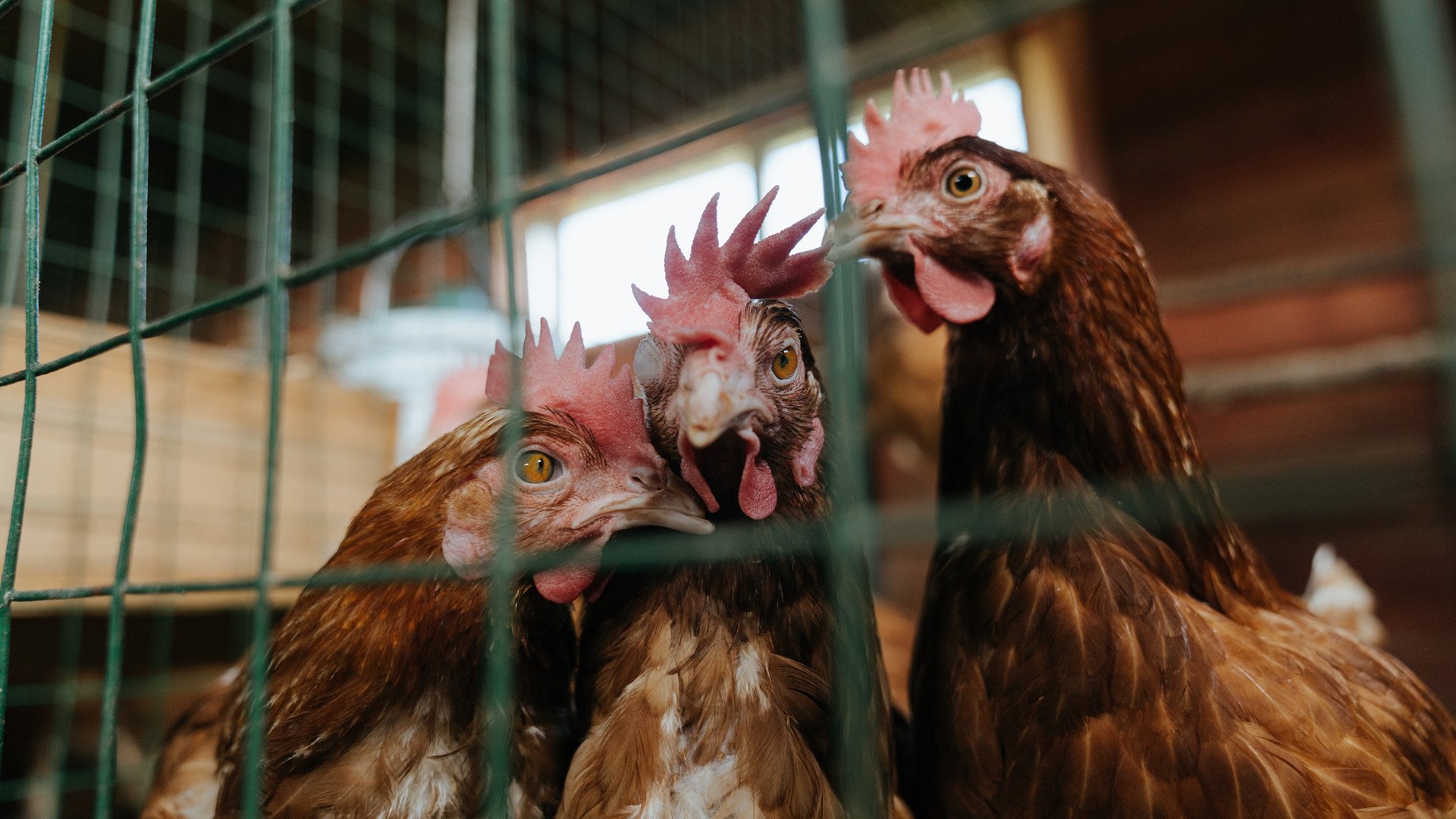 开拓者击败上海队展现实力，利拉德关键战役主宰赛场显领袖风范