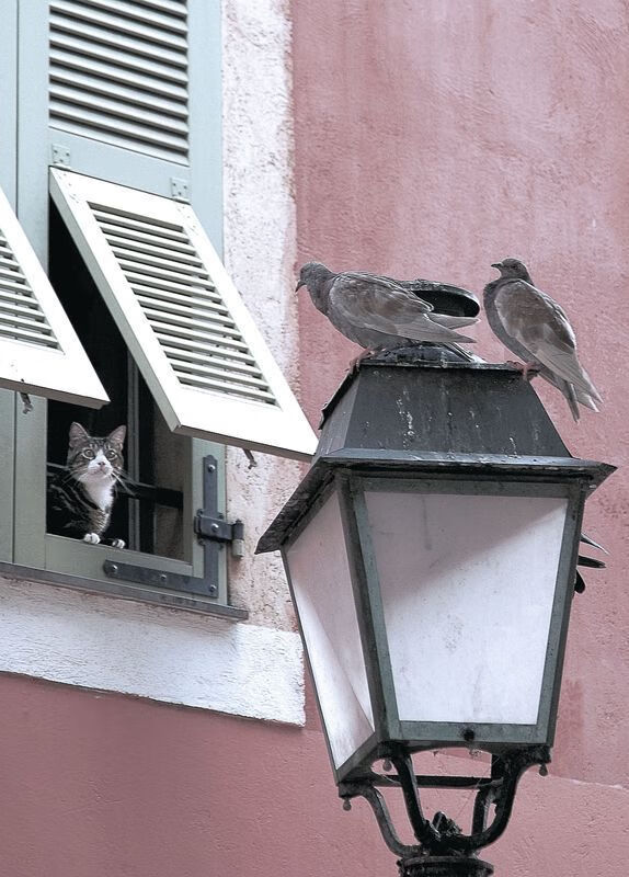 开云体育入口-皮克爆发显神威，皇家社会强势晋级伊朗国际杯