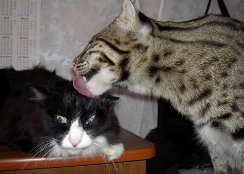 湖人战术铁笼窒息开拓者，武切维奇末节王者归来主宰胜负