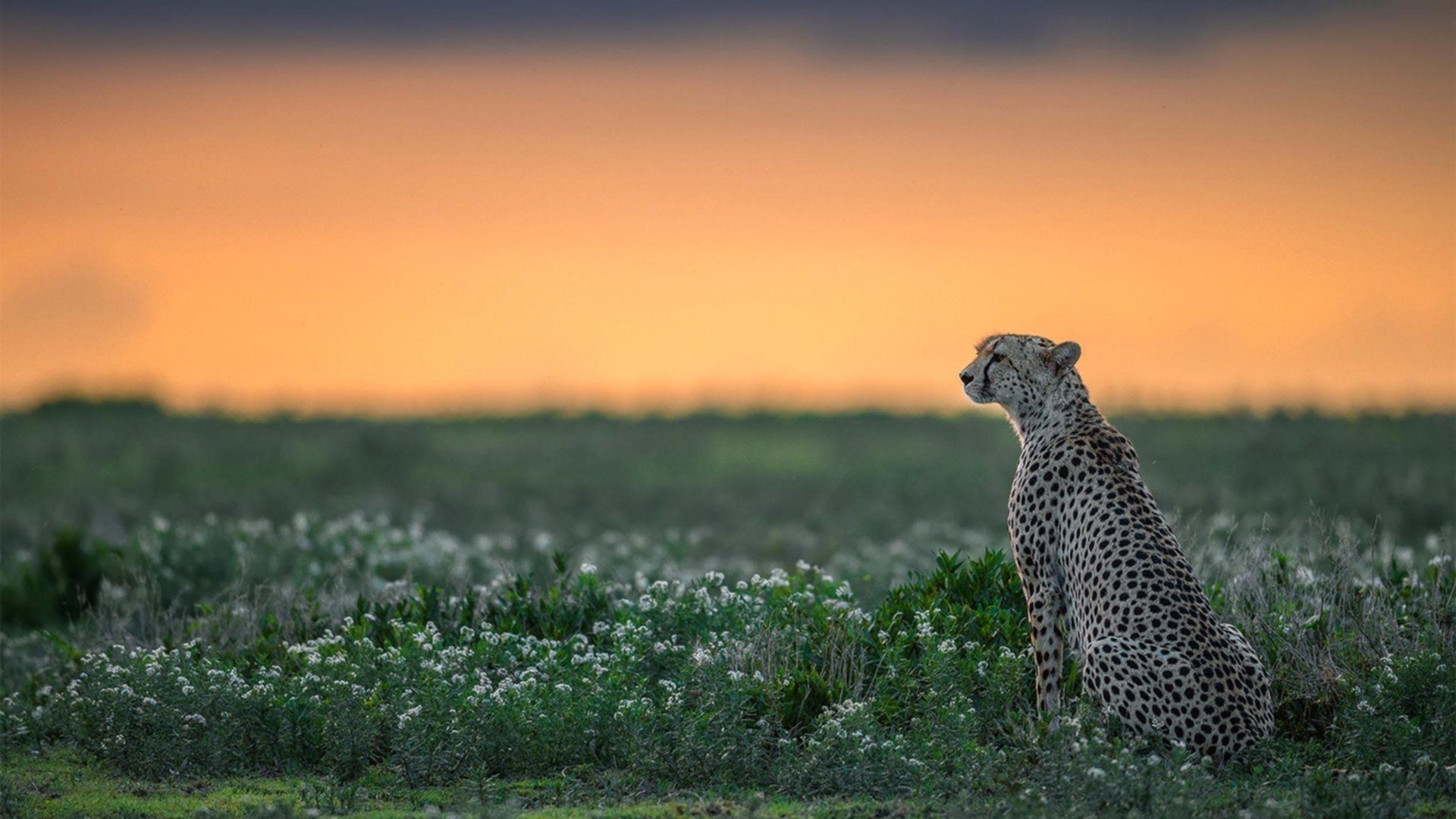 开云体育官方网站-蓝海双星，当速度风暴席卷黄蜂，钢铁防线矗立欧洲之巅