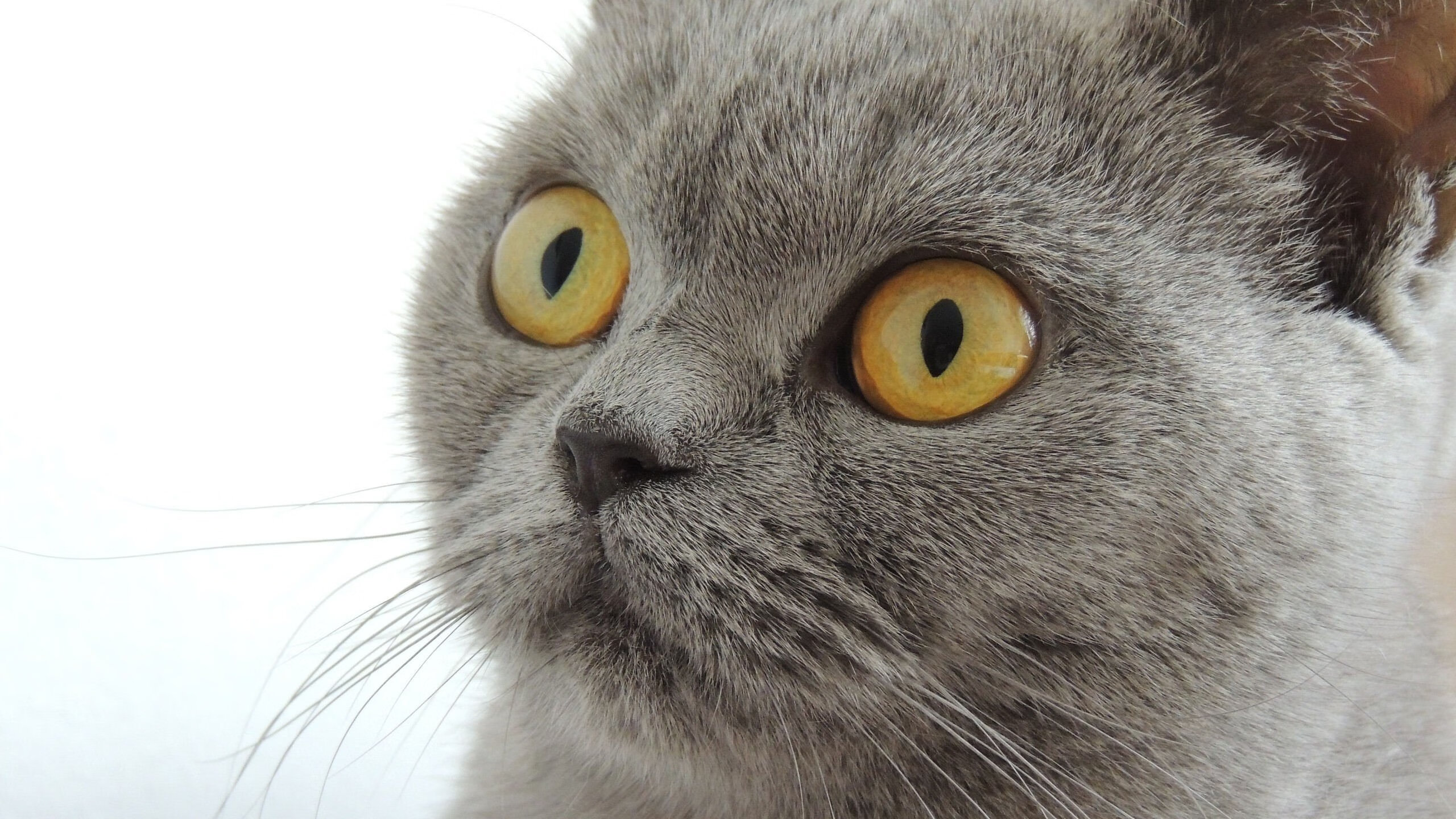 开云体育中国-逆风绽放！比利时对决马里，无名小卒恩佐一役封神成新王