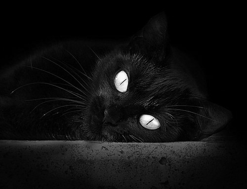 震撼双城记，当雄鹿掀翻深圳，东契奇在德甲争冠战接管比赛—跨越大陆的篮球风暴