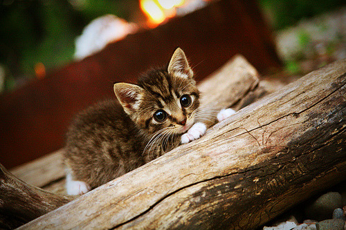 开云APP-致命一击！保罗关键三分定乾坤，灰熊主场终结快船连败