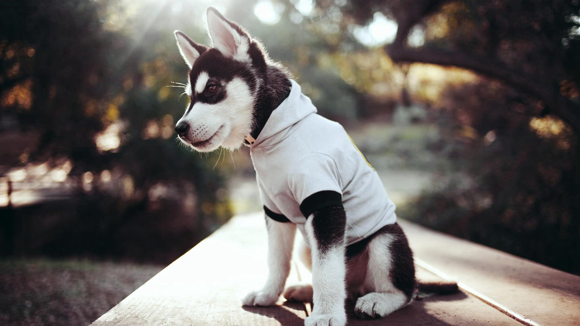 铁血战阵中的智慧枢纽，哈弗茨如何成为波兰与塞维利亚对决的攻防转换核心