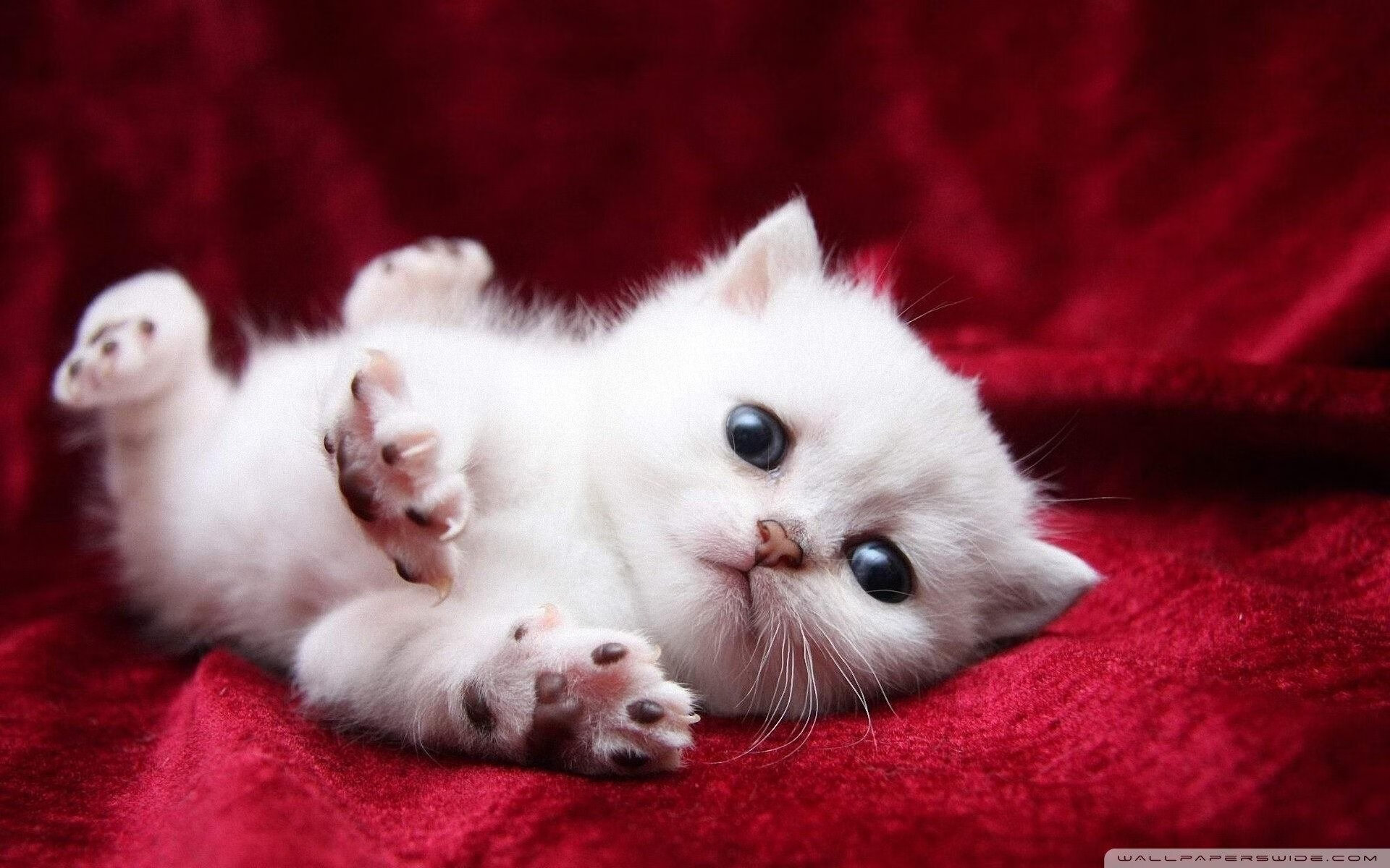 奥亚尔萨瓦尔独中三元导演卡塔尔奇迹，黄潜翻车震惊欧洲足坛