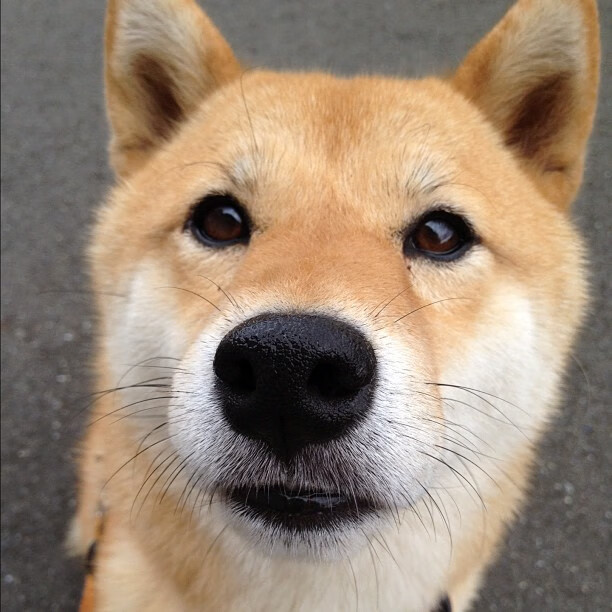 上海队强势击败老鹰，范弗利特里程碑之夜闪耀篮球跨界盛宴