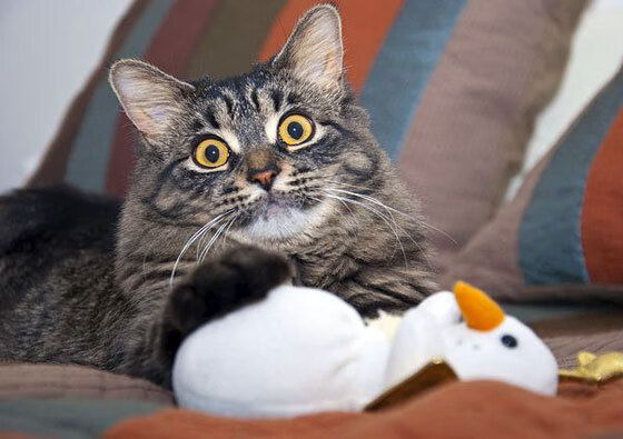 绿茵场与战场，金玟哉的防守艺术，映照乌克兰与伊拉克的血拼求存