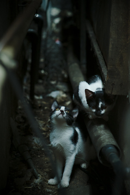 双线争锋，F1揭幕战燃情启航，勇士绝杀湖人定格经典