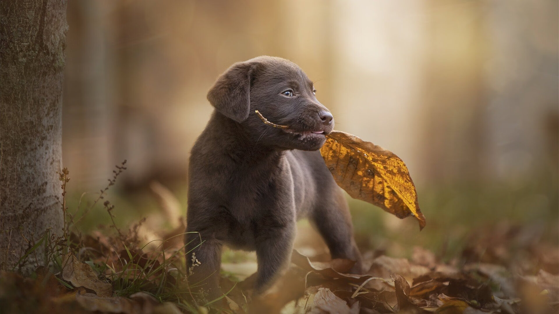 篮网破浪！攻防窒息绞杀快船，季后赛版图再生变数
