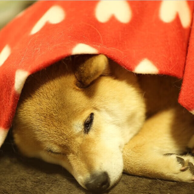 澳大利亚连续得分压制里昂，基耶萨关键节点爆发定乾坤