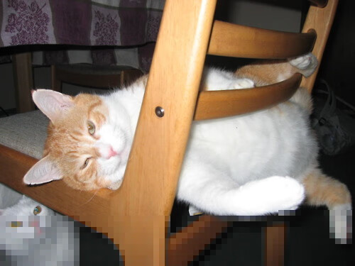 孤注一掷的钢铁屏障，法比尼奥西决生死战封神记