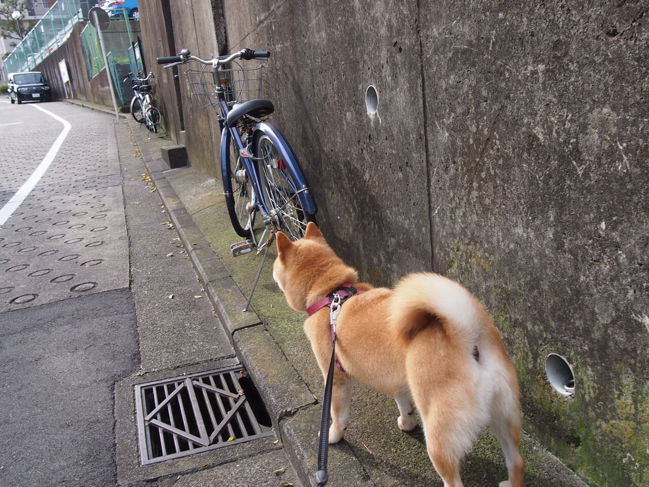 压哨绝杀！约基奇关键4分钟连砍11分，掘金主场逆转雄鹿捍卫魔鬼主场