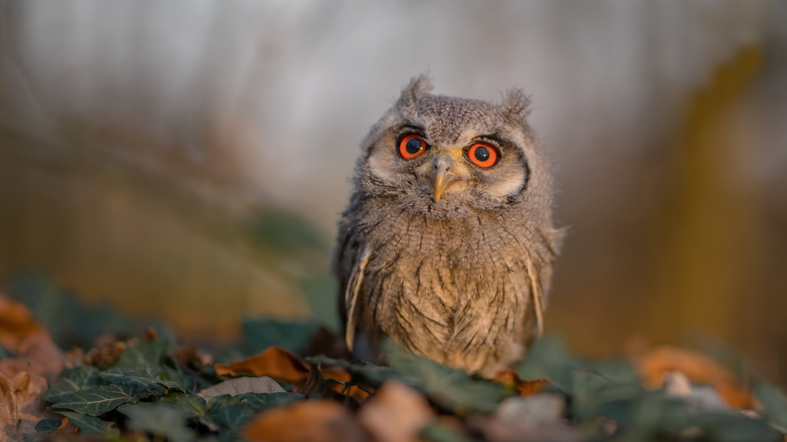 中国冲垮皇马，门迪连续得分拉开差距