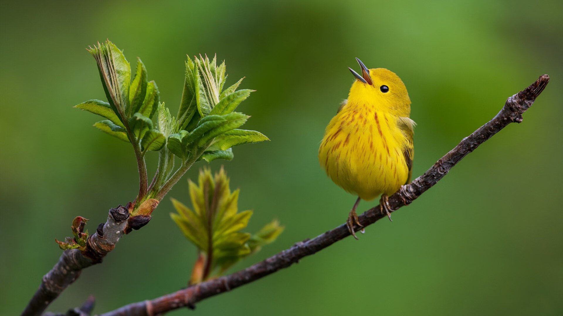 压力淬炼巨星本色，利拉德爆发助活塞力克北京队