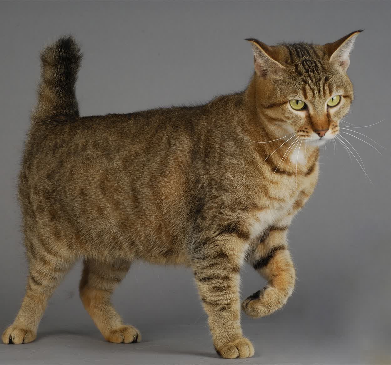 卢卡库一锤定音，秘鲁韩国激战90分钟演绎世界杯经典